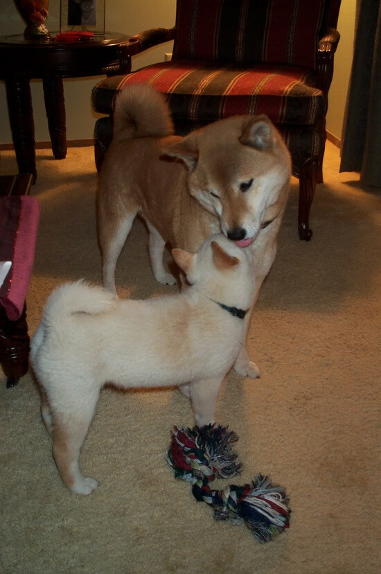 恩比德关键先生显神威,浙江队强行终结凯尔特人创历史