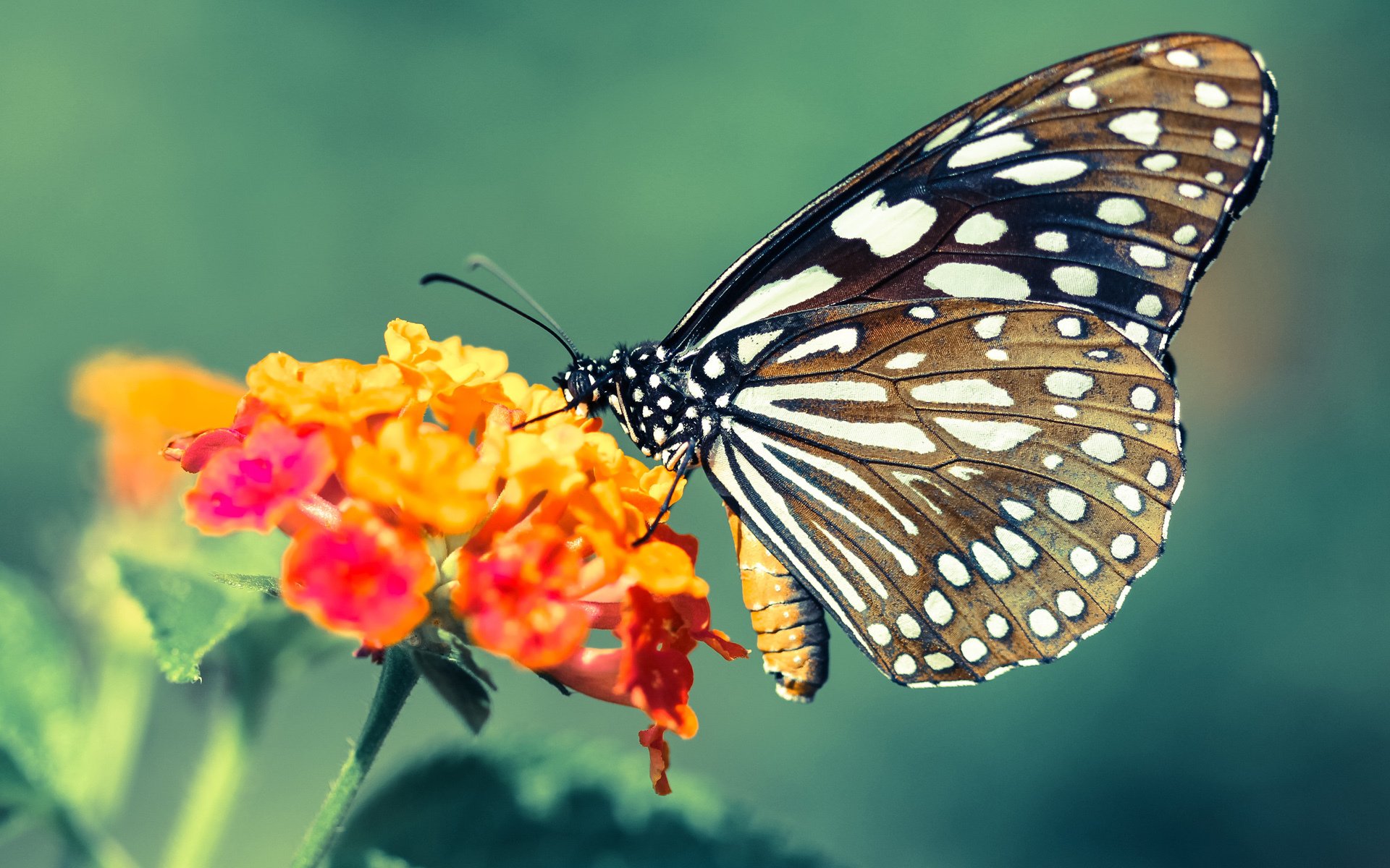 小贾伦奥运周期关键战接管比赛,北京队力克上海队突围成功