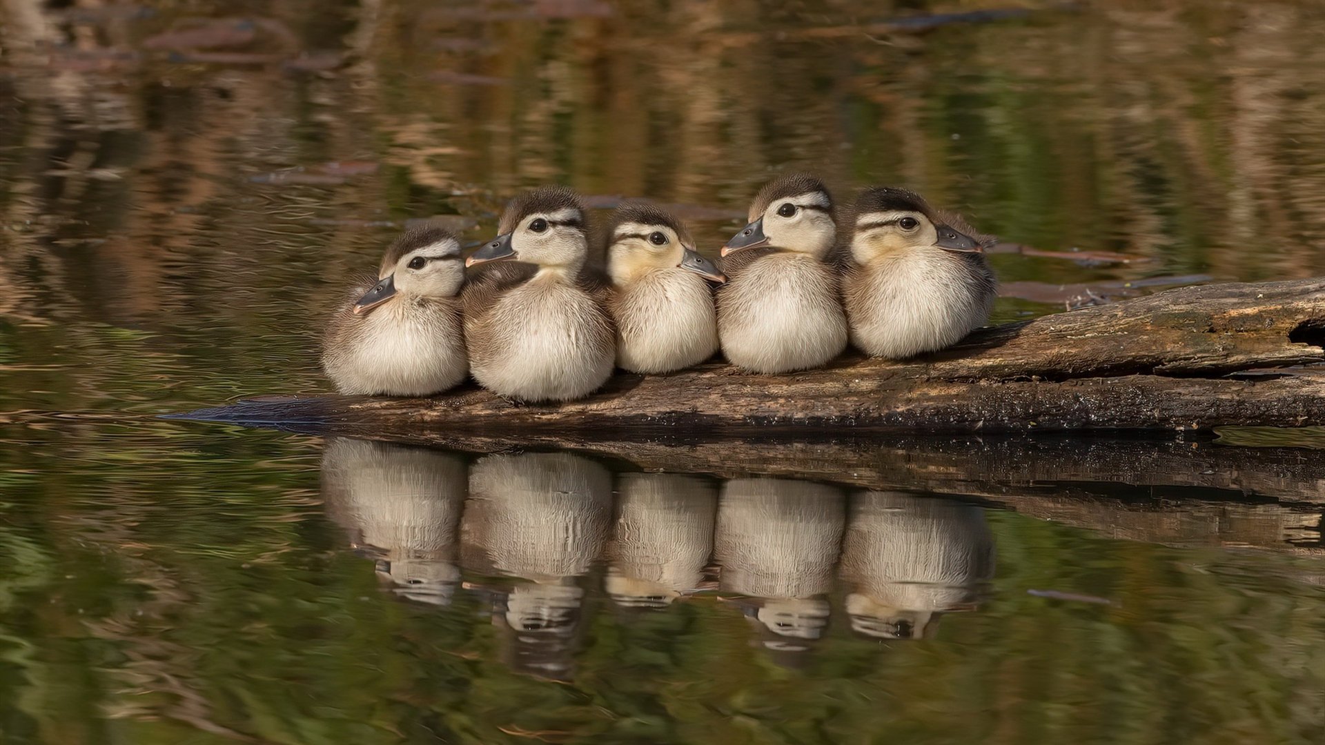 悬念的黄昏与绝杀的黎明,当范戴克扼杀戏剧,美国队重燃火焰